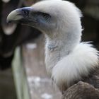 Wieder mal im Vogelpark Walsrode