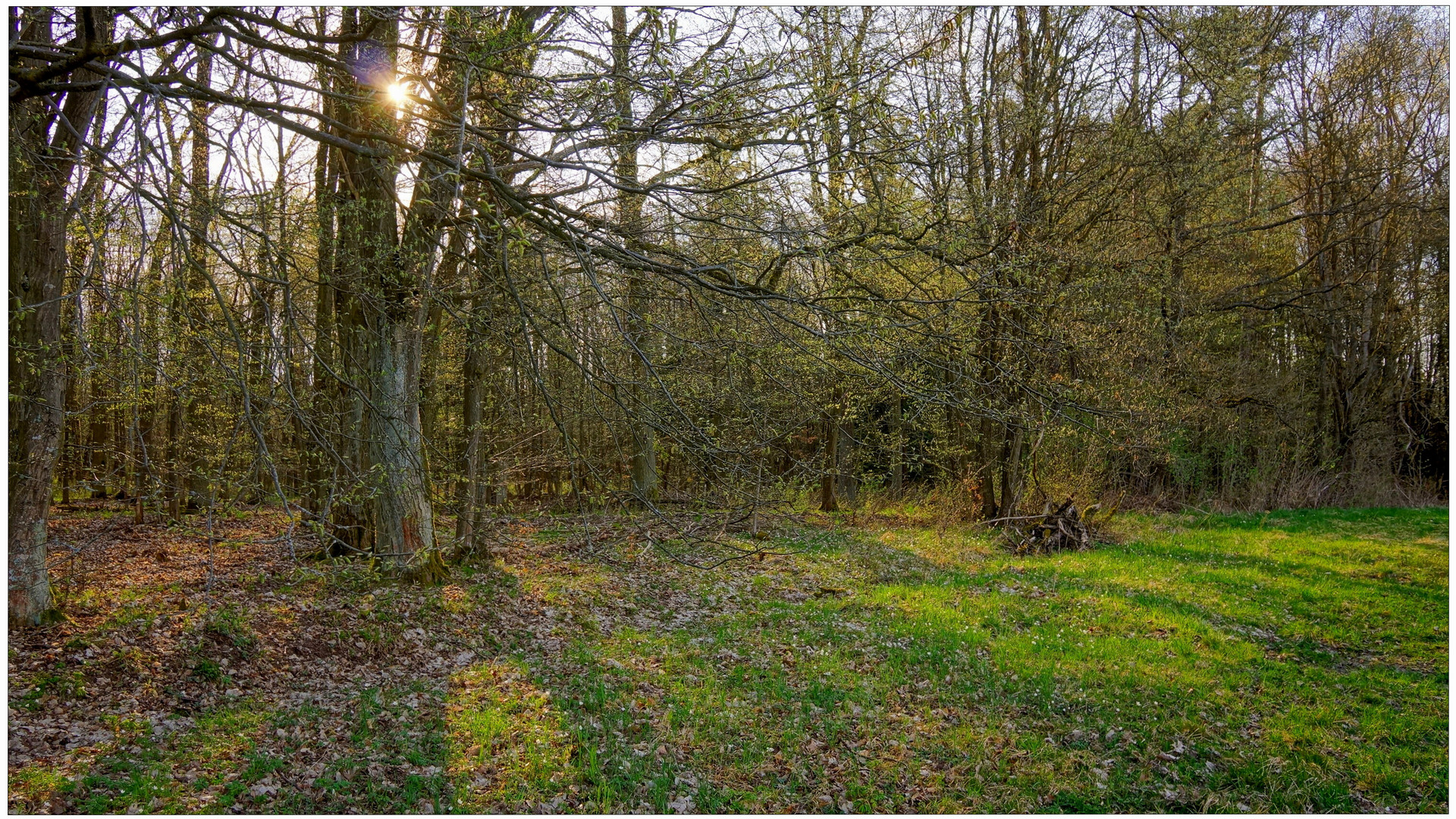 wieder mal im Wald (nuevamente estuve en el bosque)