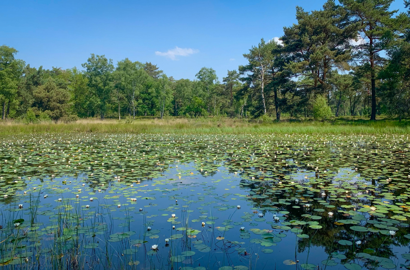 wieder mal in den Maasduinen