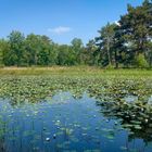 wieder mal in den Maasduinen