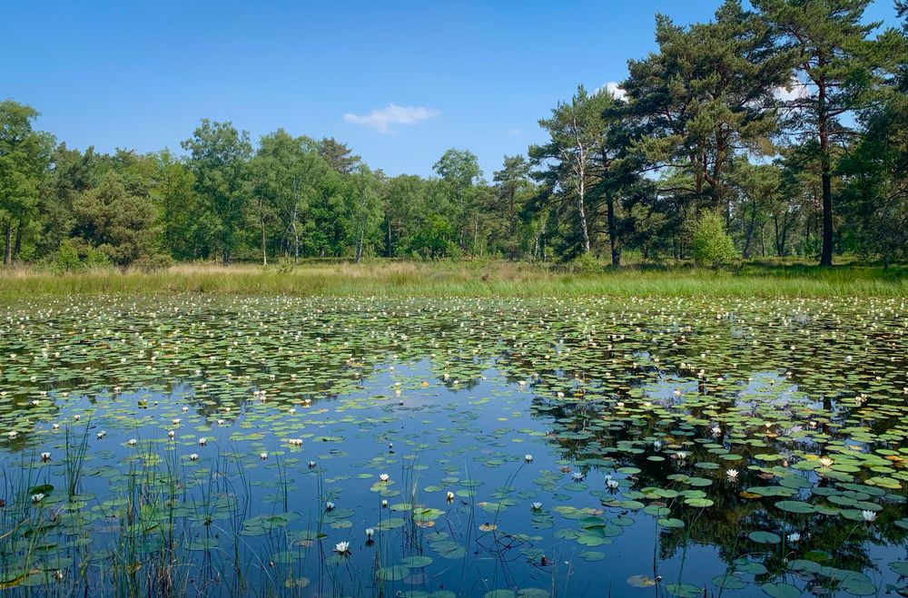 wieder mal in den Maasduinen