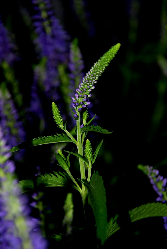 "Wieder mal ne´ Blume"