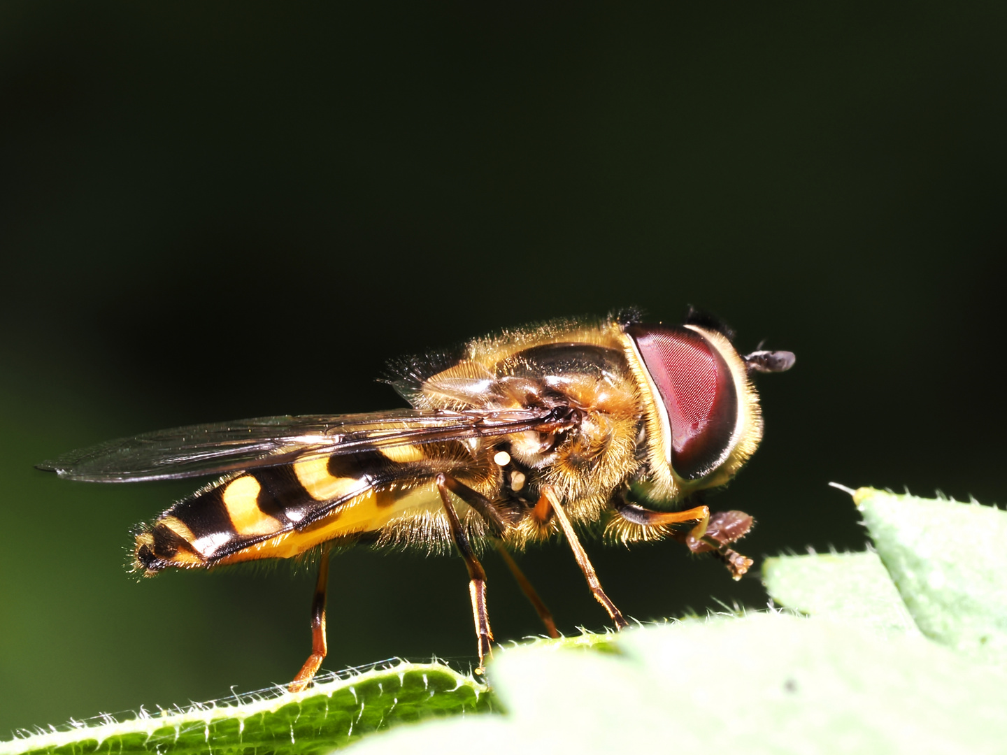 wieder mal ne Schwebefliege