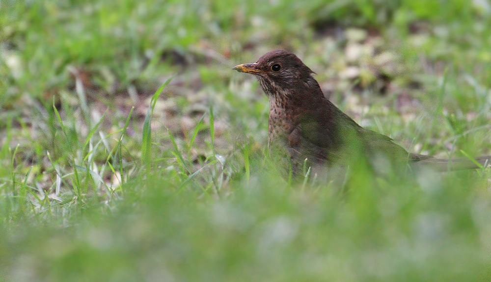 Wieder mal nur eine Amsel