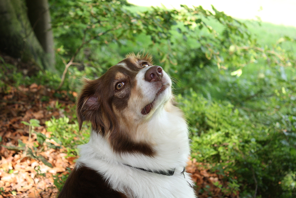 Wieder Mayla Australian Shepherd Red Tri