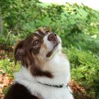 Wieder Mayla Australian Shepherd Red Tri