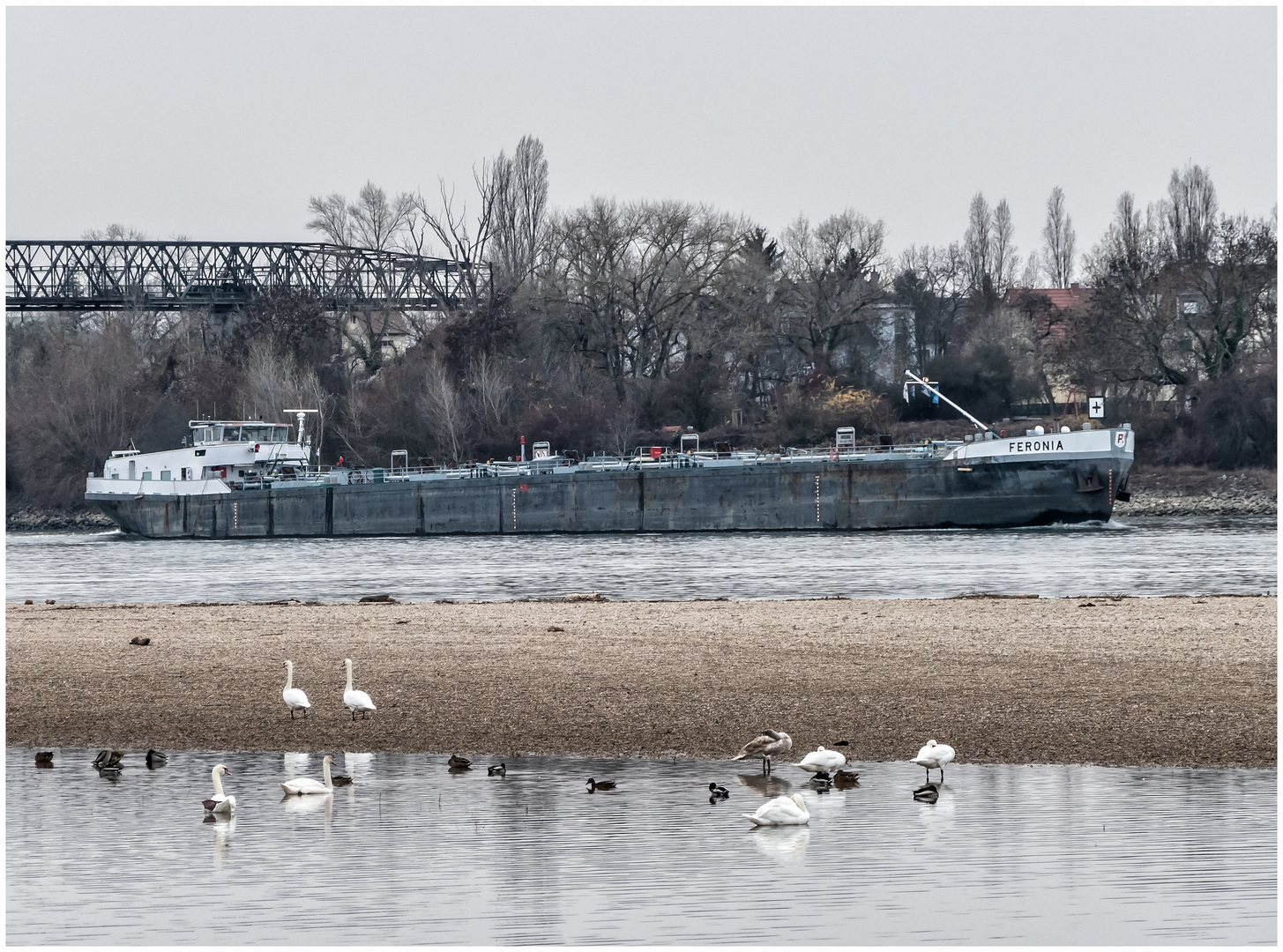 Wieder mehr Wasser im Rhein !