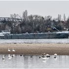 Wieder mehr Wasser im Rhein !