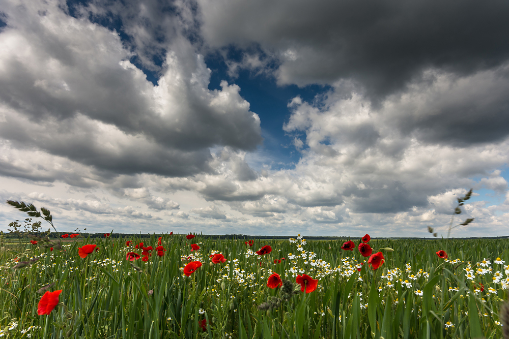 Wieder Mohnzeit