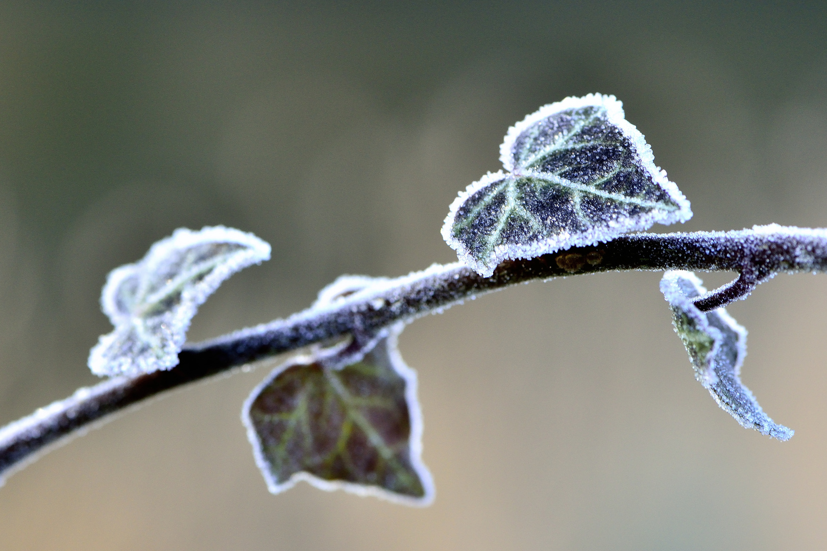 Wieder Nachtfrost