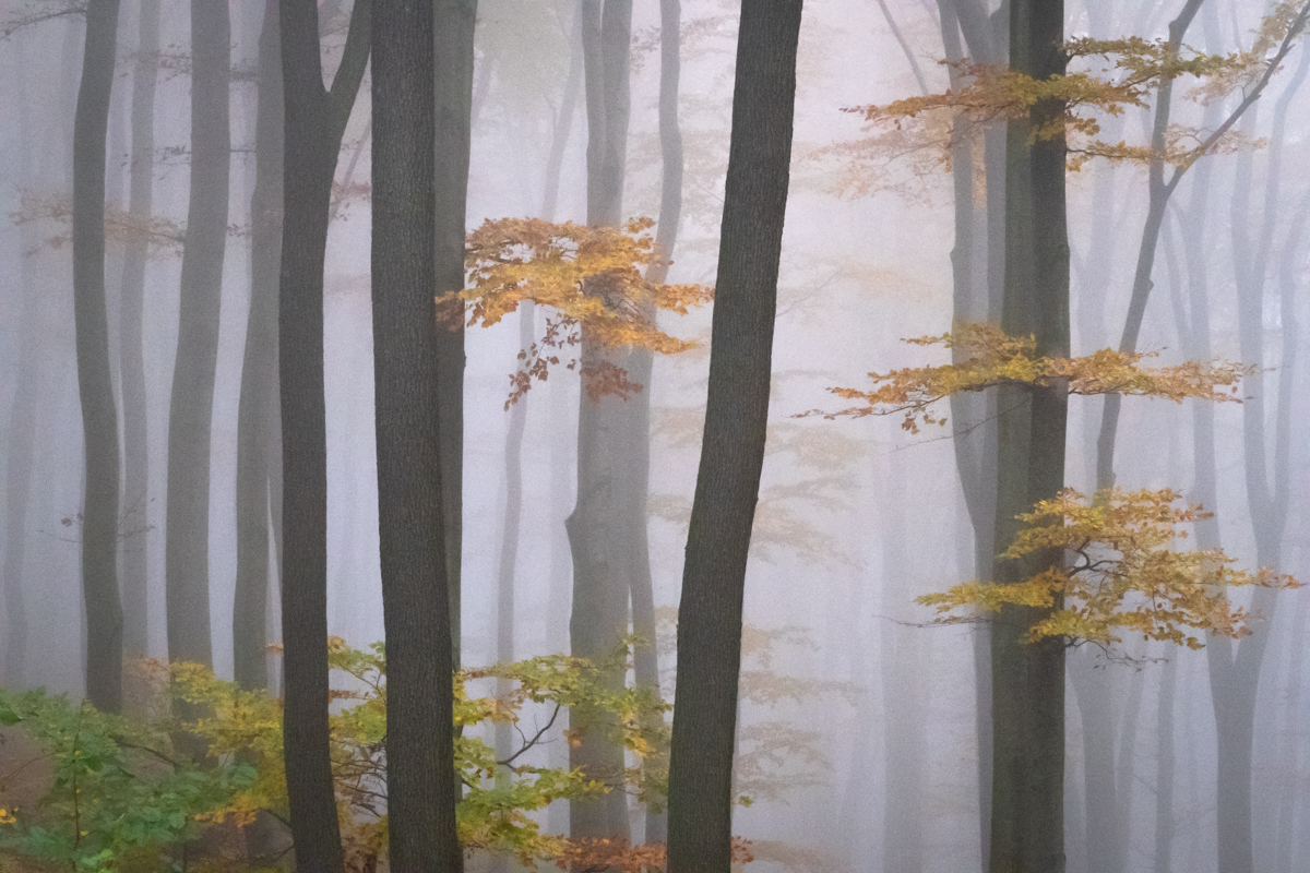 Wieder Nebel im Wienerwald