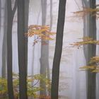Wieder Nebel im Wienerwald