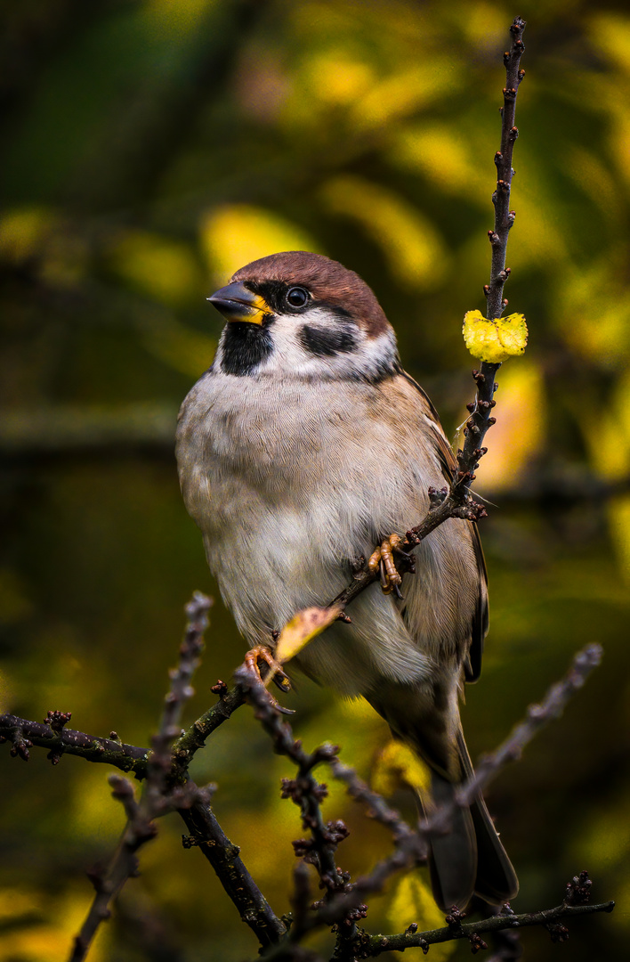 "WIEDER NUR EIN SPATZ DES FELDES"