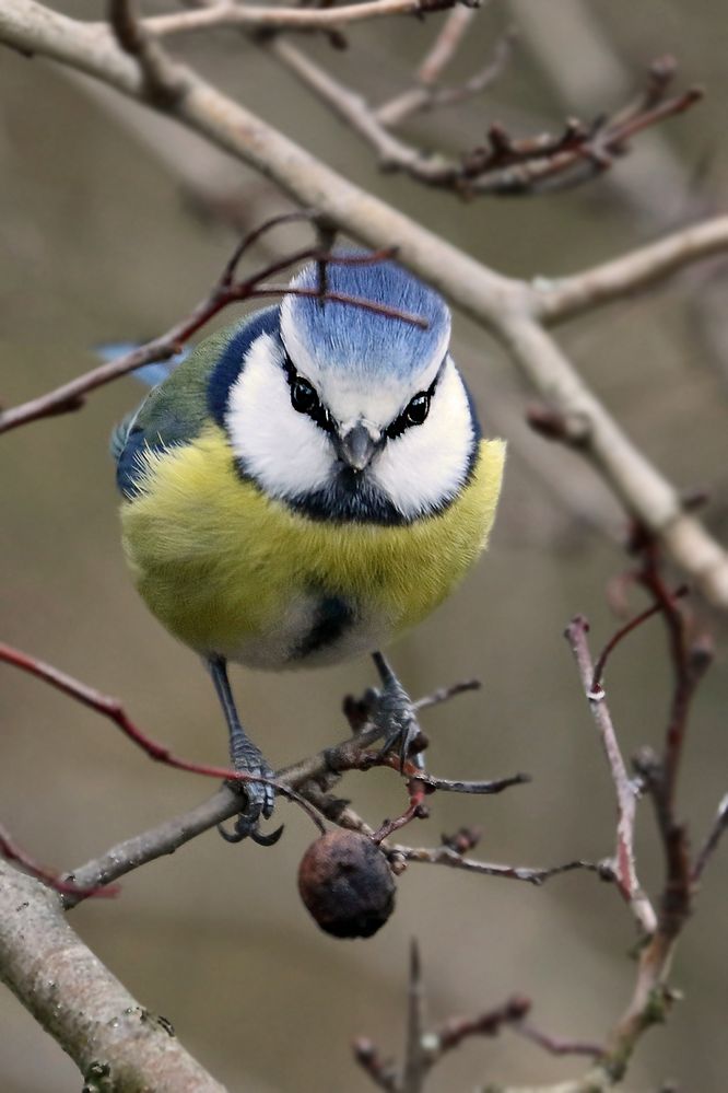 Wieder nur eine Blaumeise