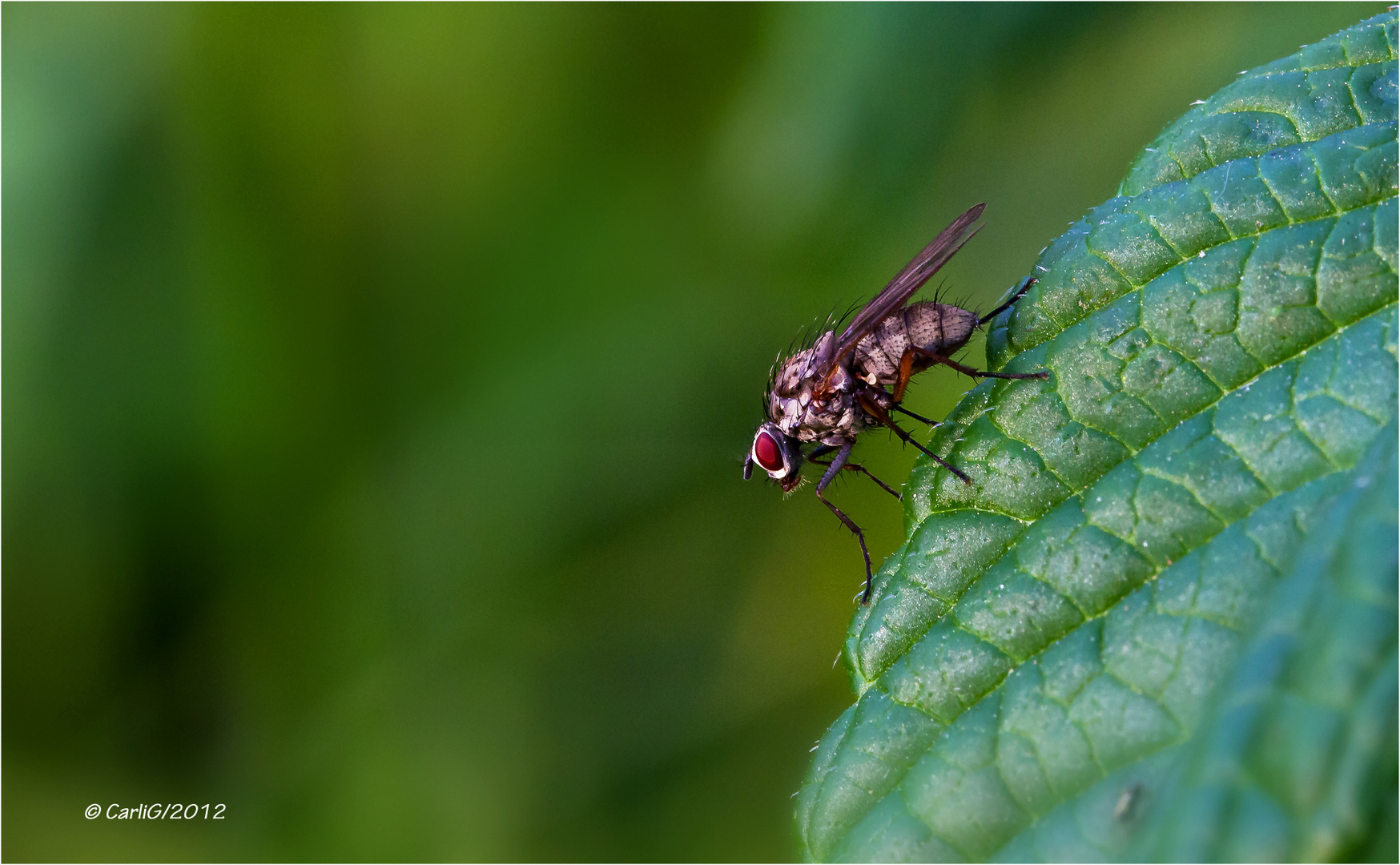 Wieder nur ne Fliege..