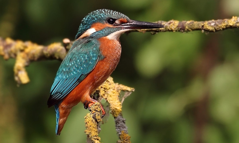 Wieder nur'n Eisvogel oder man kann auch Unzufrieden sein - oder?