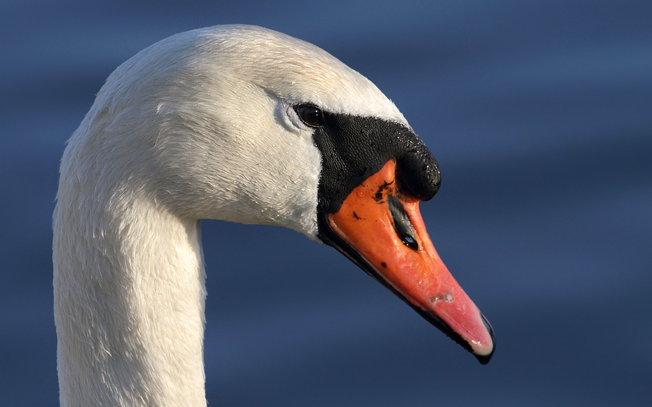 Wieder nur'n Höckerschwan