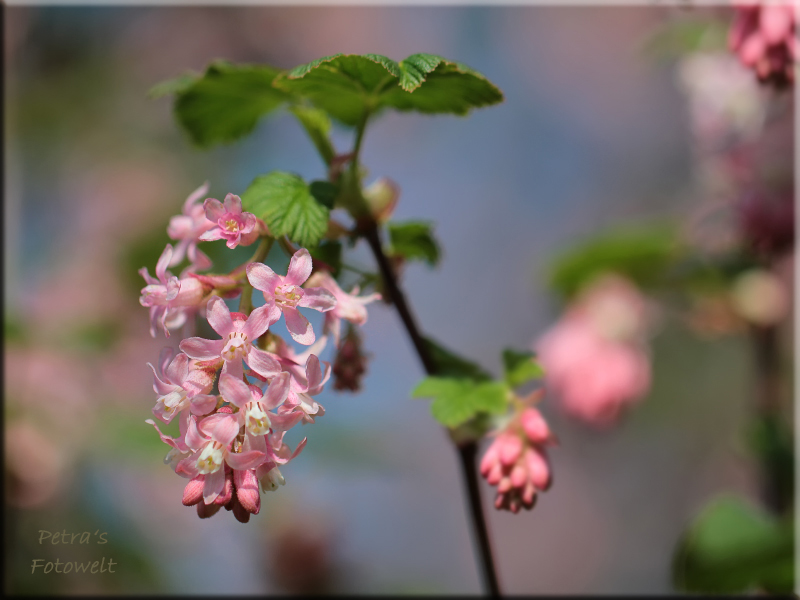 wieder rosa