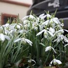 wieder Schnee- Glöckchenkonzert