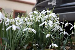 wieder Schnee- Glöckchenkonzert