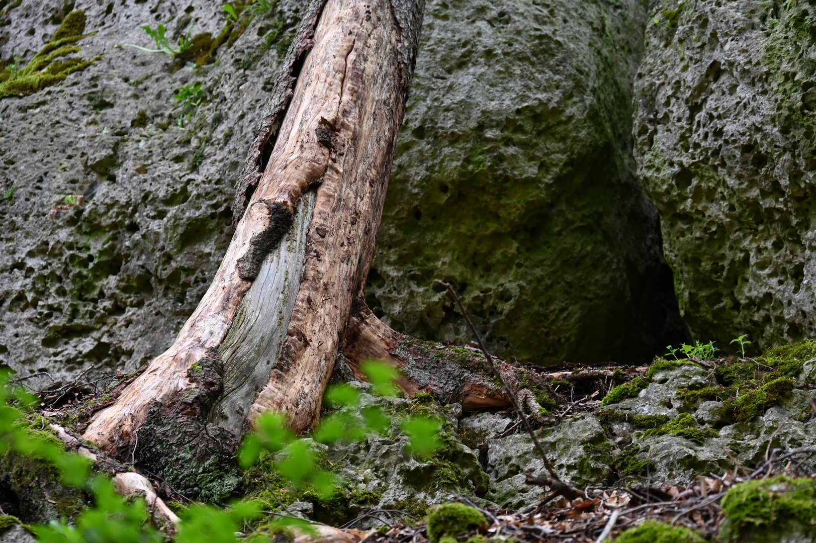 Wieder so ein Baum halb im Berg