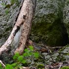 Wieder so ein Baum halb im Berg