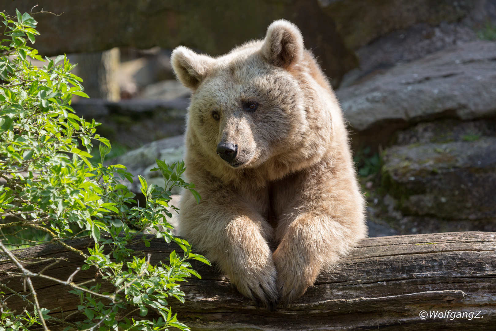 wieder so viele Zoobesucher