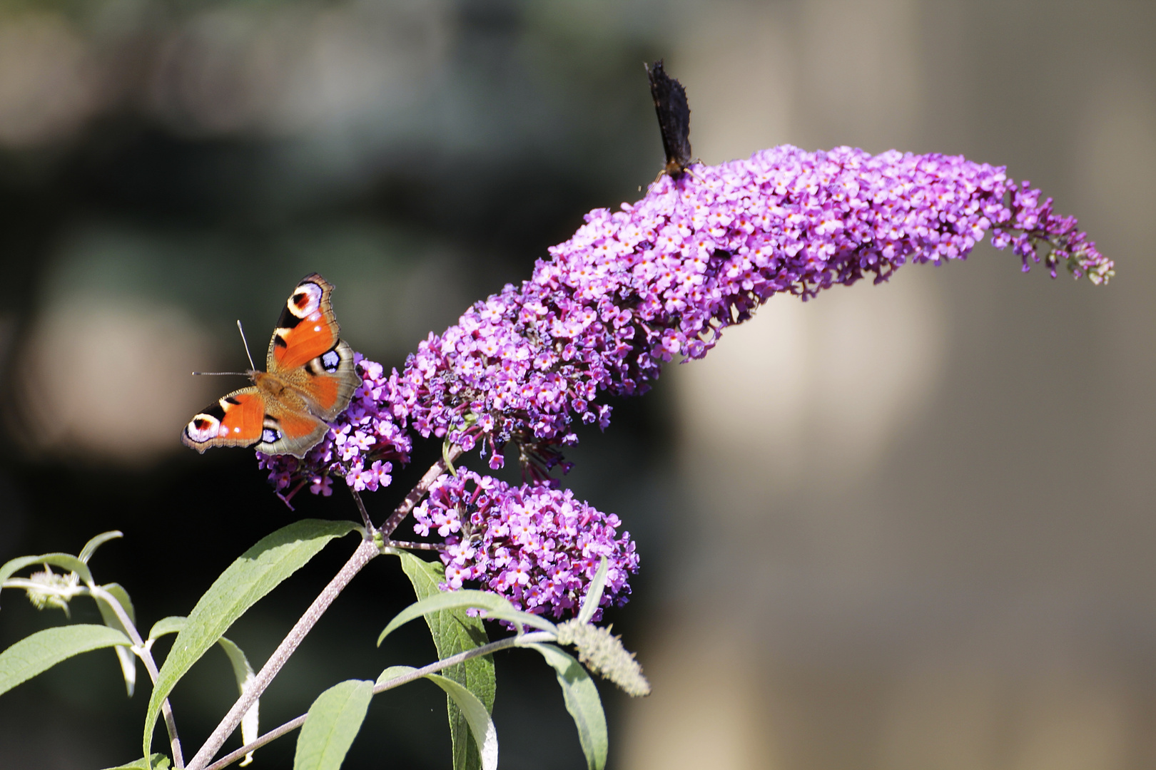 Wieder Sommer