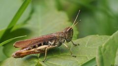 Wieder spazierte mir eine