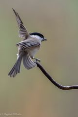 wieder viel los heute ...