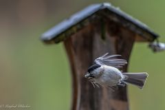 wieder viel los heute ...