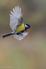 wieder viel los heute ...