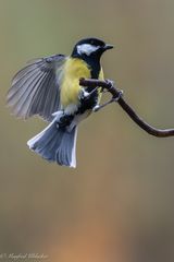 wieder viel los heute ...