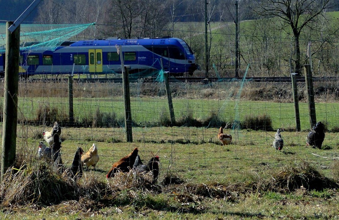 Wieder von blauen Meerschweinchen ...