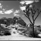 wieder was aus dem Joschua Tree National Park , USA Eos 400D Tamron 17 50...