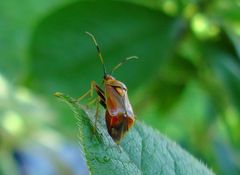 wieder was neues im Garten gefunden...