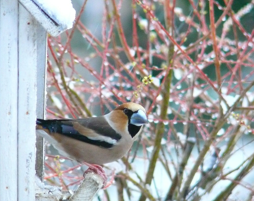 Wieder Winter