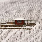 Wieder Winter im Weinberg