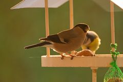 Wieder zurück am Futterhaus