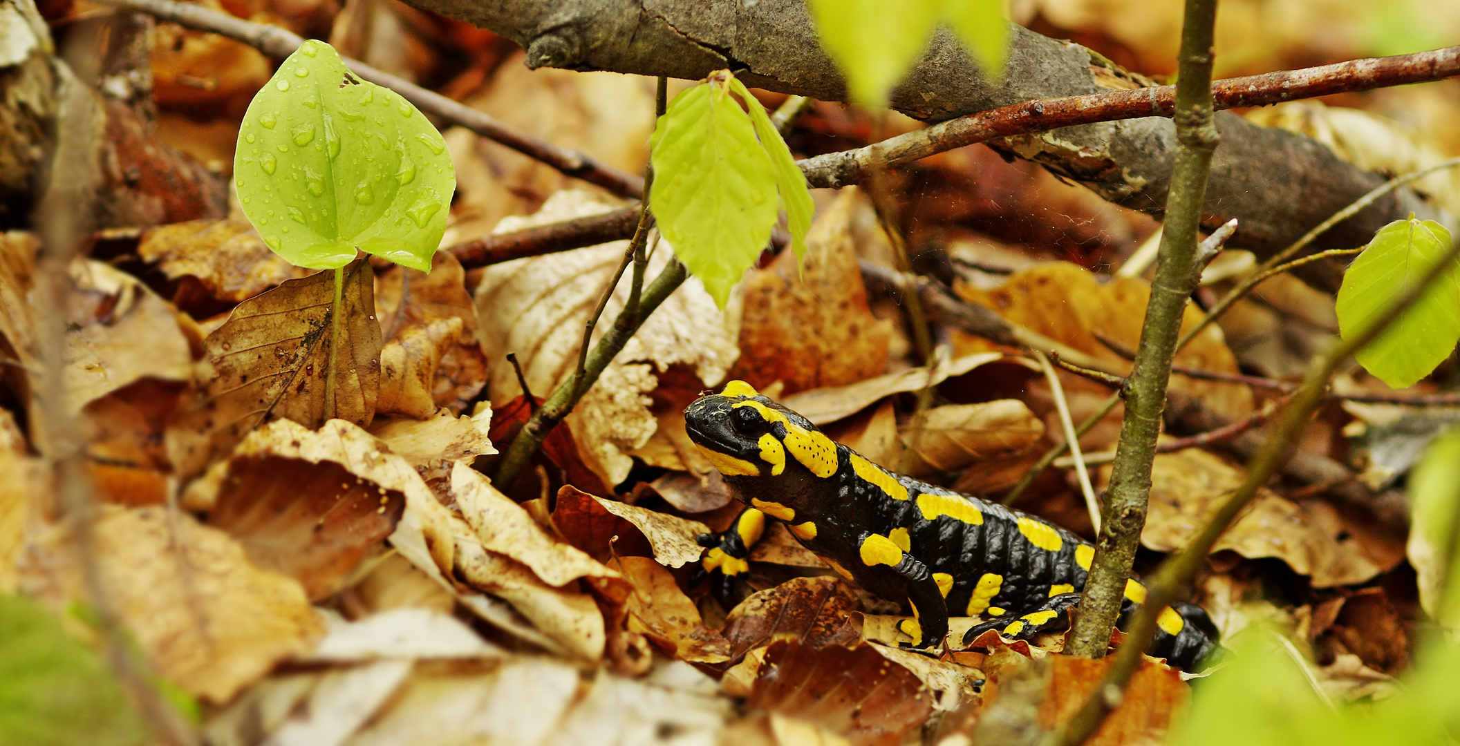 Wieder zurück - Feuersalamander in seinem Lebensraum