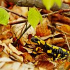 Wieder zurück - Feuersalamander in seinem Lebensraum