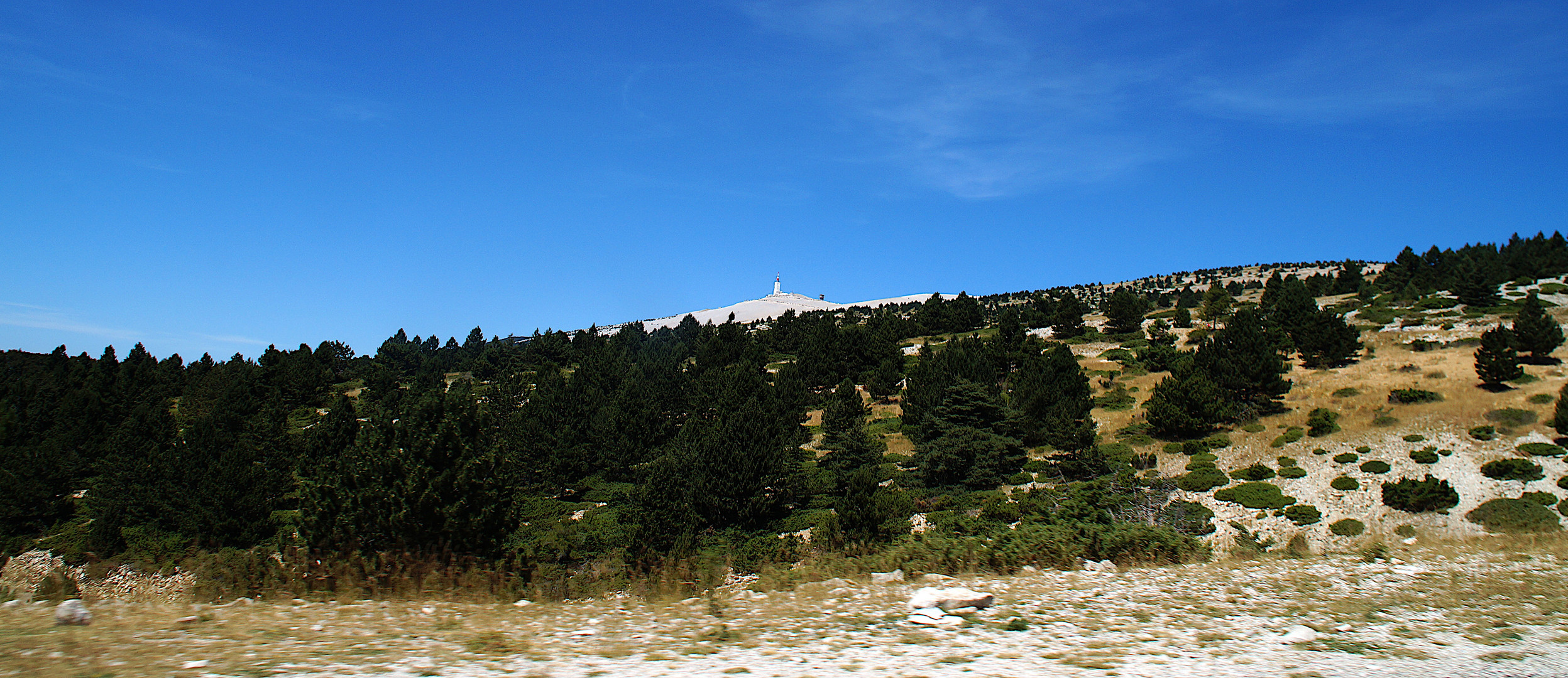 Wiederaufforstung und Macchia am Mont Ventoux