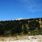 Wiederaufforstung und Macchia am Mont Ventoux