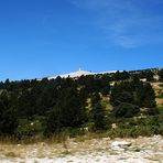 Wiederaufforstung und Macchia am Mont Ventoux