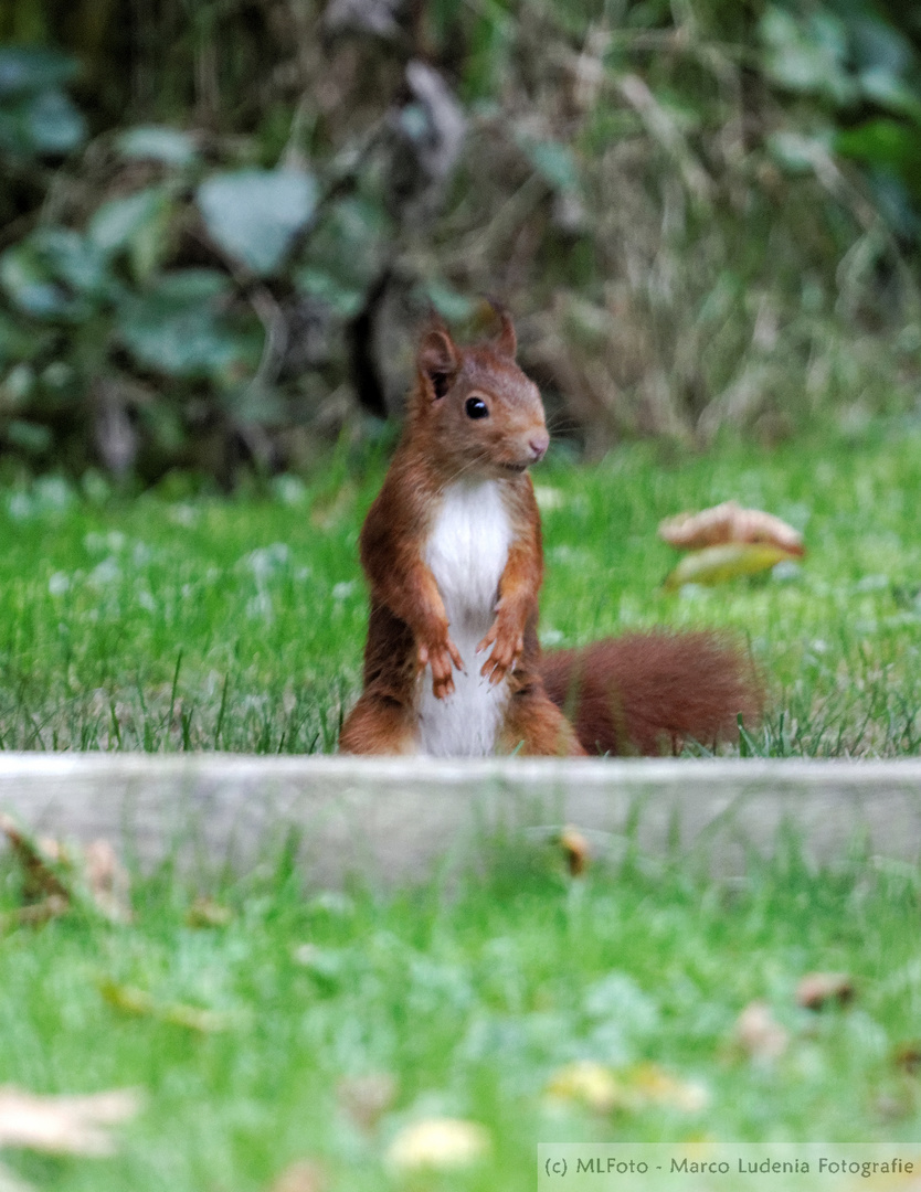 Wiedereinmal zu Gast im Garten