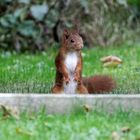 Wiedereinmal zu Gast im Garten