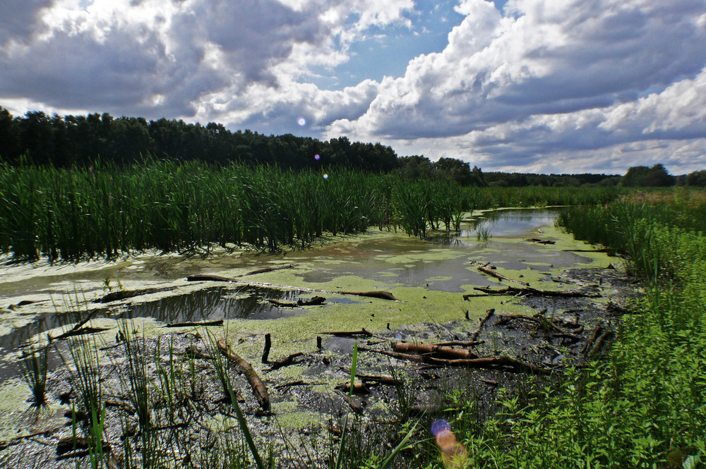 Wiedererwachte Thülsfelder Talsperre Foto & Bild landschaft, bach