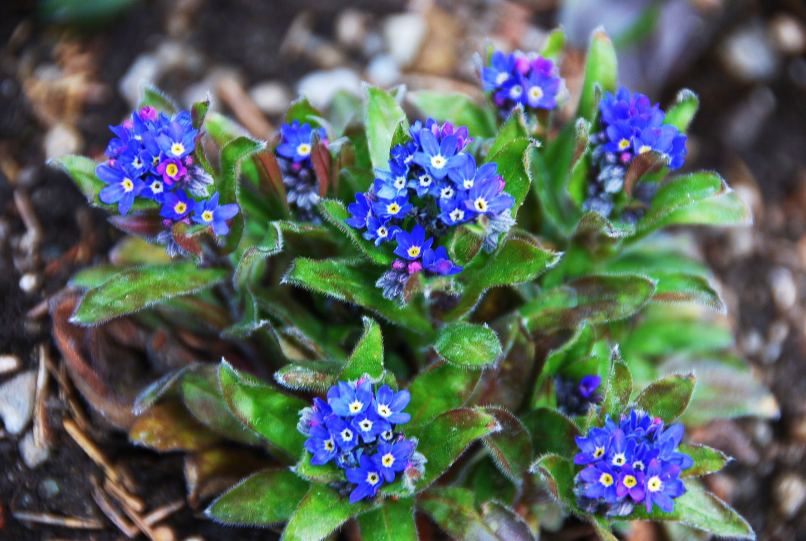 Wiedergeburt der Natur im Frühling