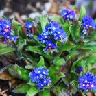 Wiedergeburt der Natur im Frühling