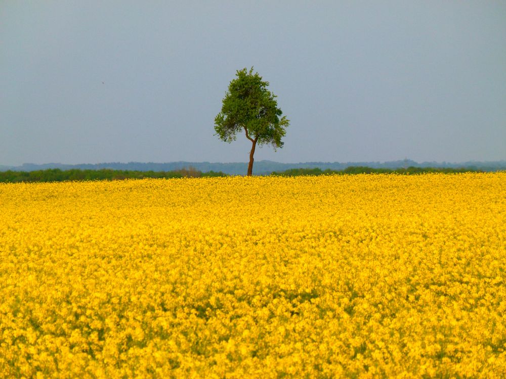 Wiederholungstäter